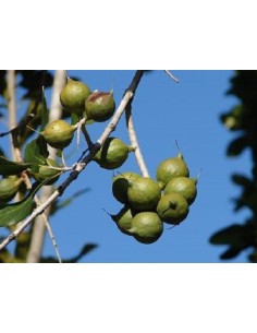 Noix de Macadamia - Huile de base neutre 50 ml