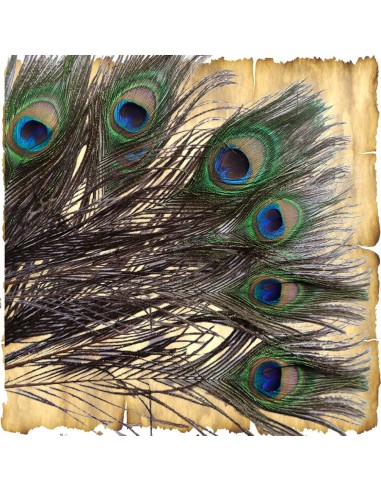 Plumes de paon environ 25 - 30 cm